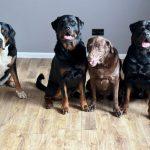 safe flooring for dogs